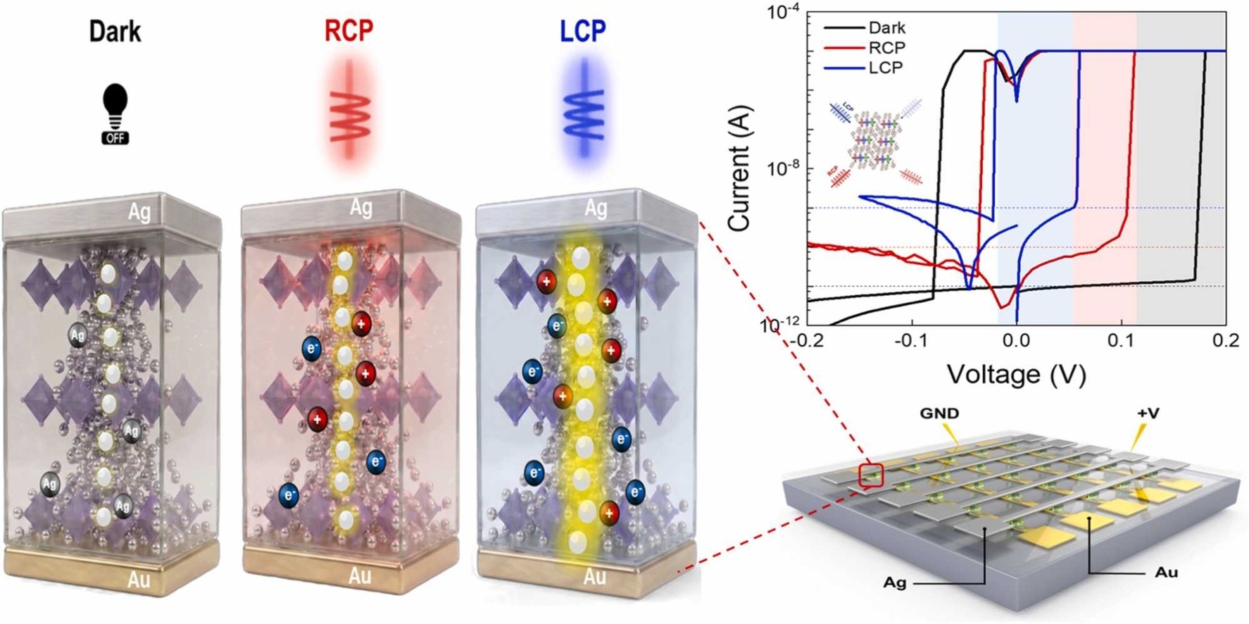 Chiral perovskite RRAM device under dark, RCP, and LCP illumination showing Ag filament migration, I-V switching curves, and crossbar array schematic